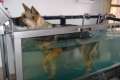 Physiotherapie f. Hunde mit Wasserlaufband