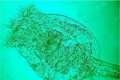 Phytoplankton, Zooplankton, Spezialnährstoff, 