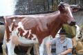 Red Holstein  - Friesian Deko Kuh lebensgross - Neues Modell