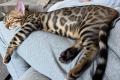 Reinrassige Bengal Kitten mit Stammbaum whatsapp  Reinrassige Bengal Kitten mit Stammbaum whatsapp