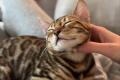 Reinrassige Bengal Kitten mit Stammbaum whatsapp  Reinrassige Bengal Kitten mit Stammbaum whatsapp