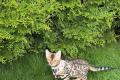 Reinrassige Bengal Kitten mit Stammbaum whatsapp  Reinrassige Bengal Kitten mit Stammbaum whatsapp