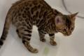Reinrassige Bengal Kitten mit Stammbaum whatsapp  Reinrassige Bengal Kitten mit Stammbaum whatsapp
