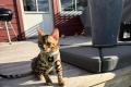Reinrassige Bengal Kitten mit Stammbaum whatsapp  Reinrassige Bengal Kitten mit Stammbaum whatsapp