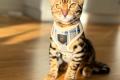 Reinrassige Bengal Kitten mit Stammbaum whatsapp  Reinrassige Bengal Kitten mit Stammbaum whatsapp