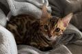 Reinrassige Bengal Kitten mit Stammbaum whatsapp  Reinrassige Bengal Kitten mit Stammbaum whatsapp