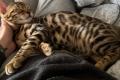 Reinrassige Bengal Kitten mit Stammbaum whatsapp  Reinrassige Bengal Kitten mit Stammbaum whatsapp