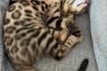 Reinrassige Bengal Kitten mit Stammbaum whatsapp  Reinrassige Bengal Kitten mit Stammbaum whatsapp