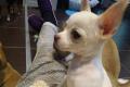 reinrassige Chihuahuawelpen suchen neues zu Hause