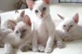 Reinrassige Siam Katze Kitten ab Oktober 2013 an Liebhaber !!