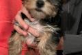 Reinrassige, zuckersüße Yorkshire-Terrier Welpen ab sofort zu hab