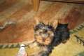 Reinrassiger Mini Yorkshire Terrier Welpe Zuckersüss