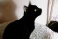 Romeo, gatito negro 9 meses Cordoba.
