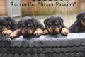 Rottweiler Black Passion