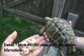 Schildkröten und fruchtbare Eier verfügbar