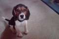 schlanke und hochbeinige Beagle-Hündin