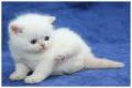 Schnuckelige Exotic Kurzhaar Kitten in Colourpoint