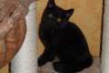 Schwarze BKH Katze mit Papieren sucht ein neues Zuhause