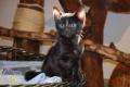 Seltene melanistic Bengal Kitten, super Rosetten- seriöse Zucht