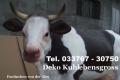 Sie möchten ein Deko Kuh für Ihren Garten ...Tel. 033767 - 30750