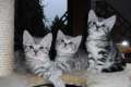 Silvertabby Kitten (reinrassig mit Stammbaum) suchen Dosenöffner