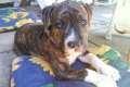 Staffordshire Terrier Welpe in liebevolle Hände abzugeben