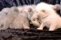 Süsse BKH/Scottish Fold Kitten- Ein Traum in Plusch
