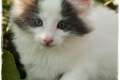 Traumhaft schöne Norwegische Waldkatzen Kitten abzugeben