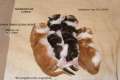 Typvolle Maine Coon Kitten mit Papiere und Schmuseabitur