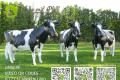 Unser Holstein - Friesian Kuh lebensgroß  - 3D 