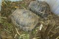 Verkaufe 2 Maurische Landschildkröten -Testudo graeca- aus 2007