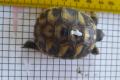 Verkaufe günstig griechische Landschildkröten Nachzuchten 2023