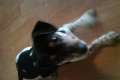 Jack Russel Terrier (6 Monate alt)