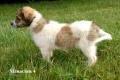 Welpen - Pyrenäen Berghund Mix - Familienhund - Herdenschutzhund