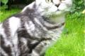 Whiskas Katze abzugeben BKH Britisch Kurzhaar black silvertabby c