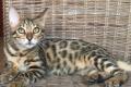 Wunderschöne Bengal Kitten mit exzellentem Stammbaum