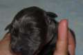Wunderschöne Labrador Welpen in charcoal & silber geboren