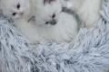 Wunderschöne Ragdoll Kitten – geboren am 24.09.2025