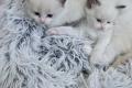 Wunderschöne Ragdoll Kitten – geboren am  Wunderschöne Ragdoll Kitten – geboren am