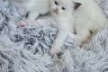 Wunderschöne Ragdoll Kitten – geboren am  Wunderschöne Ragdoll Kitten – geboren am