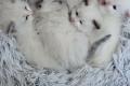 Wunderschöne Ragdoll Kitten – geboren am  Wunderschöne Ragdoll Kitten – geboren am