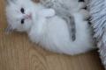 Wunderschöne Ragdoll Kitten – geboren am  Wunderschöne Ragdoll Kitten – geboren am