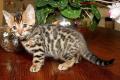 Wunderschöner Bengal Kitten mit Champion Stammbaum