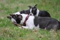 Wunderschöner Boston Terrier Rüde mit FCI-Papieren 