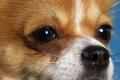 Wunderschöner langhaar Chihuahua Deckrüde in Husky - Tricolor