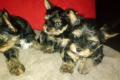 Yorkshire Terrier Welpen 3 Weibchen, 1 Mänchen