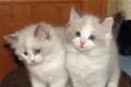 Zwei hübsche Kätzchen Ragdoll