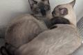 Zwei Siam Katzen...
