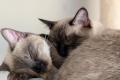 Zwei Siam Katzen weibchen Zwei Siam Katzen weibchen