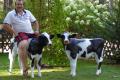 Zwei x Holstein - Friesian deko Kuh &. Deko Kalb 